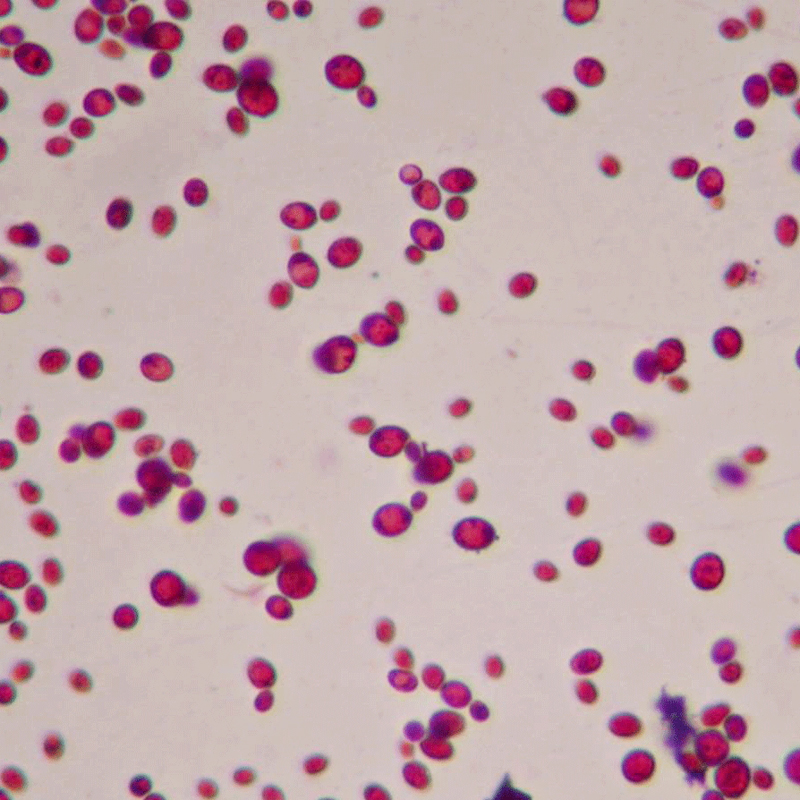 酵母保護(hù)劑 SF-5型