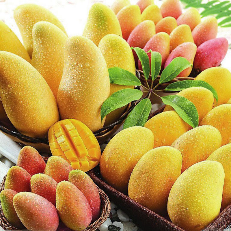 水果保鮮劑 SF-5型