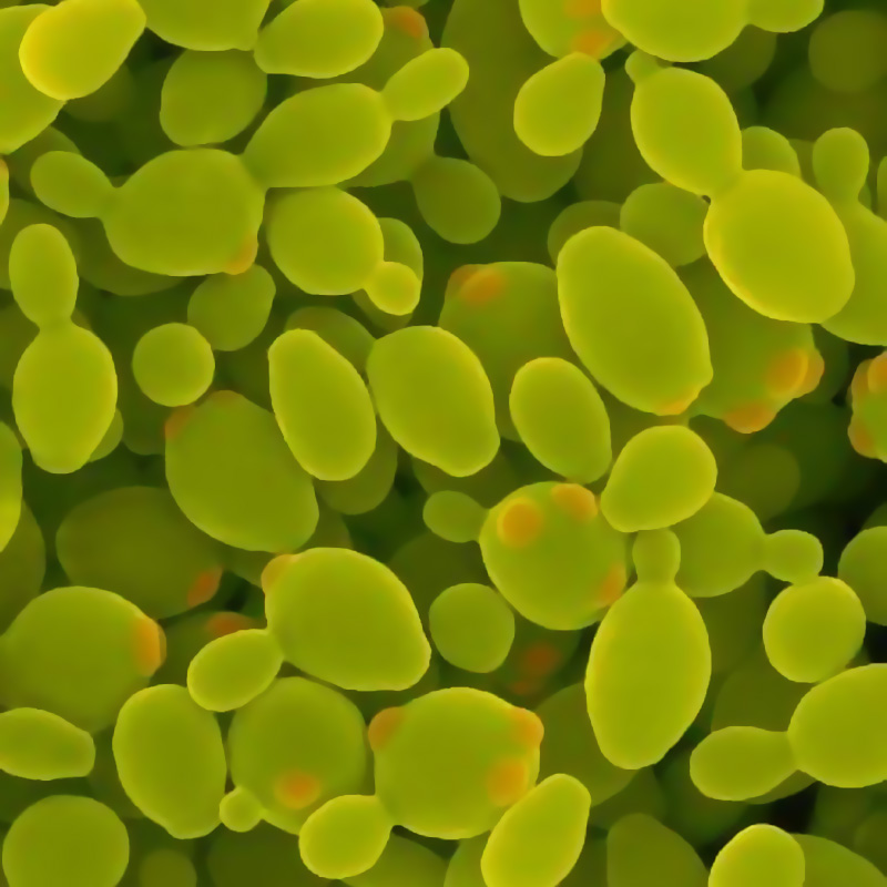 酵母保護(hù)劑 SF-5型